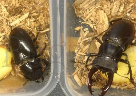 Lucanus Cervus Akbesianus 