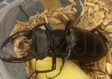 Lucanus Cervus Akbesianus