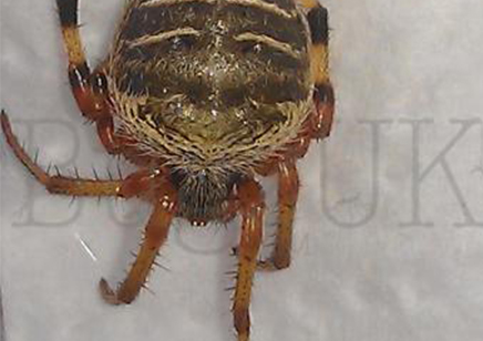 Unknown Tanzanian Spider 1