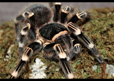 Acanthoscurria geniculata