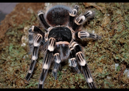 Acanthoscurria geniculata