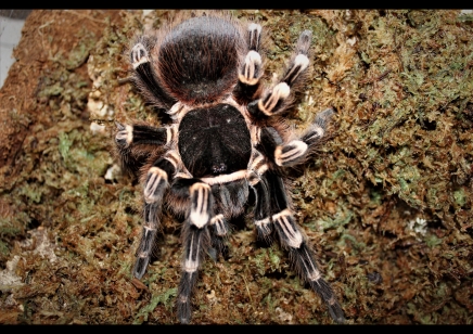 Acanthoscurria geniculata