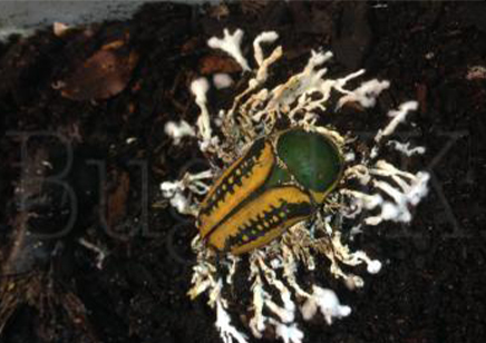 Mecynorrhina Harrisi