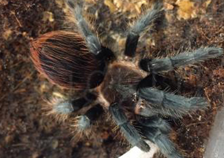 Aphonopelma Anax