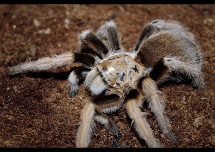 Aphonopelma chalcodes