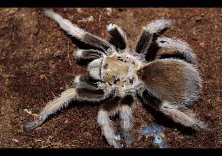 Aphonopelma chalcodes