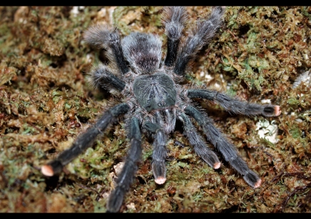 Avicularia avicularia - Guyana Pink Toe
