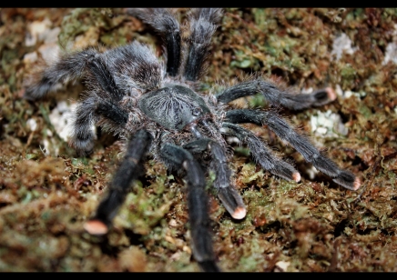 Avicularia avicularia - Guyana Pink Toe
