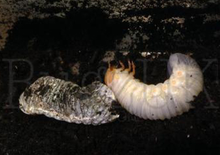 Mecynorrhina torquata ugandensis (B7) (CB by BugzUK)