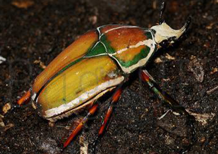 Mecynorrhina torquata ugandensis (B7) (CB by BugzUK)
