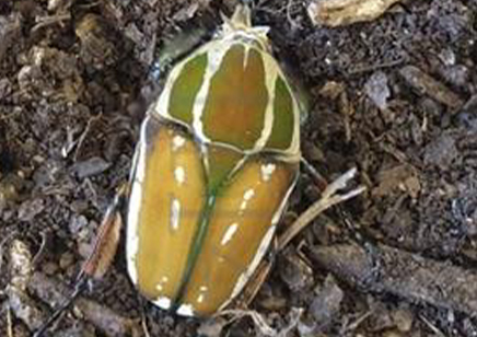 Mecynorrhina torquata ugandensis (B7) (CB by BugzUK)