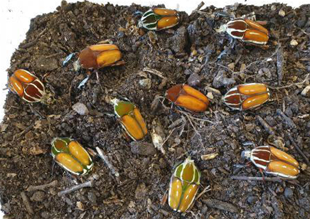 Mecynorrhina torquata ugandensis (B7) (CB by BugzUK)