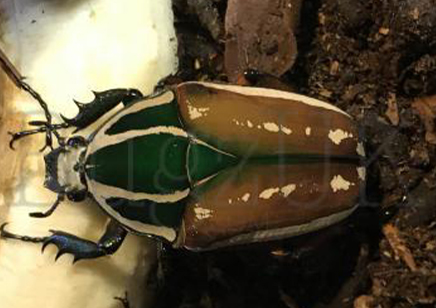 Mecynorrhina torquata ugandensis (B7) (CB by BugzUK)