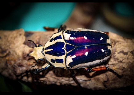 Mecynorrhina torquata ugandensis (B7) (CB by BugzUK)
