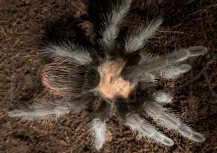 Brachypelma Albiceps