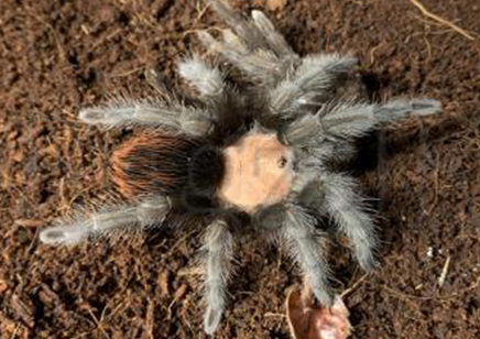 Brachypelma Albiceps