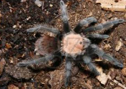 Brachypelma Albiceps