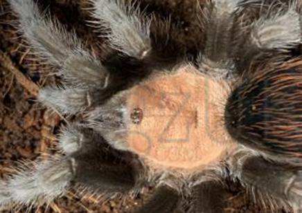 Brachypelma Albiceps