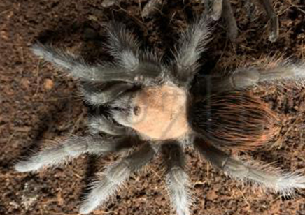 Brachypelma Albiceps