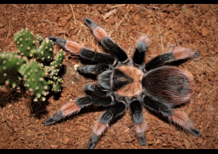 Brachypelma emilia