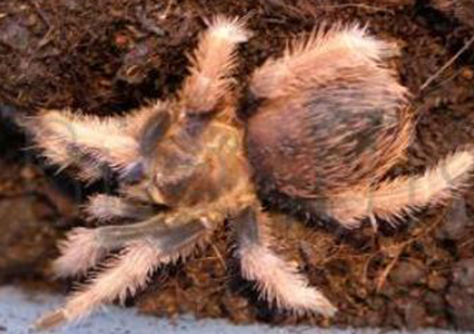 Brachypelma Klassi - Acapulco Lesser Orange