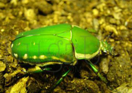 Mecynorrhina torquata immaculicollis - Giant Flower Beetle (CB by BugzUK)