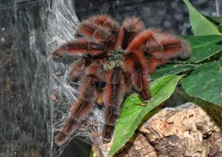 Caribena Versicolor