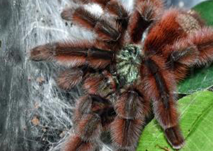 Caribena Versicolor