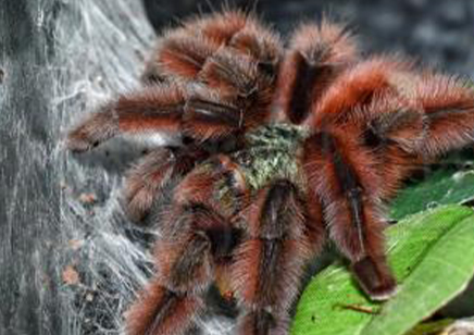 Caribena Versicolor