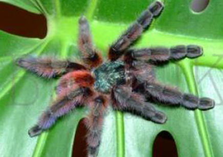 Caribena Versicolor