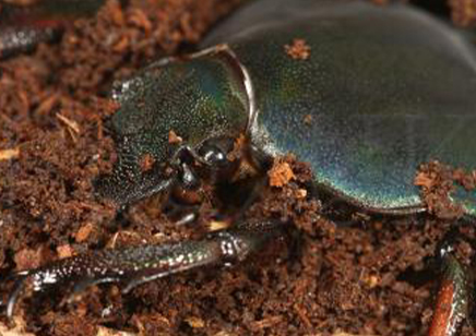 Mecynorrhina Torquata Ugandensis Blue Form