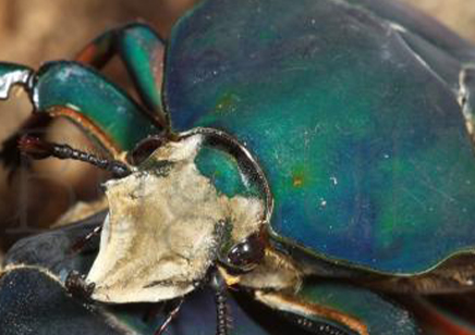 Mecynorrhina Torquata Ugandensis Blue Form