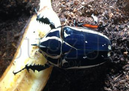 Mecynorrhina Torquata Ugandensis Blue Form