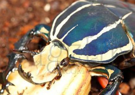 Mecynorrhina Torquata Ugandensis Blue Form