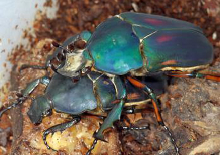 Mecynorrhina Torquata Ugandensis Blue Form