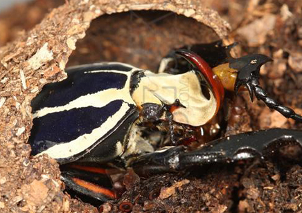 Mecynorrhina Torquata Ugandensis Blue Form