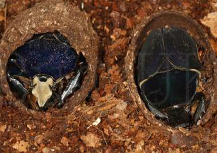 Mecynorrhina Torquata Ugandensis Blue Form