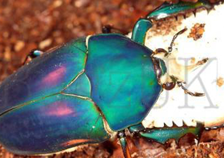 Mecynorrhina Torquata Ugandensis Blue Form