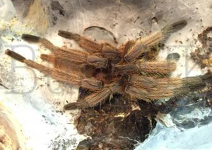 Chilobrachys huahini confirmed females 1 left