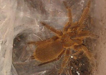 Chilobrachys huahini confirmed females 1 left