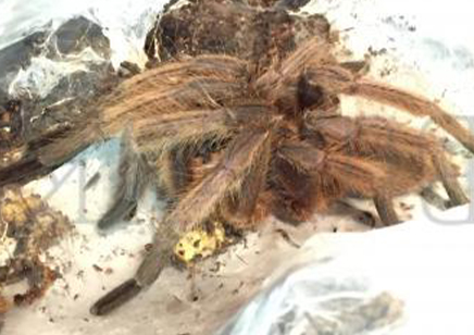 Chilobrachys huahini confirmed females 1 left