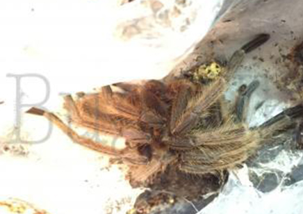 Chilobrachys huahini confirmed females 1 left