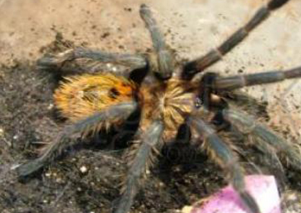 Chromatopelma Cyaneopubescens - Venezuelan Green Bottle Blue sexed pair CB (3-4.5cm)