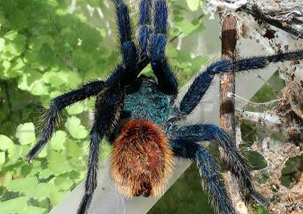 Chromatopelma Cyaneopubescens - Venezuelan Green Bottle Blue sexed pair CB (3-4.5cm)