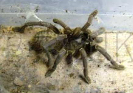 Cyriopagopoeus Minax... CB by BugzUK