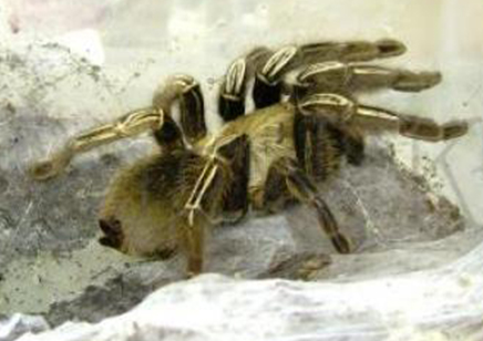 Ephebopus Murinus