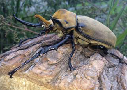 Megasoma Elaphas Elaphas (price Per Grub)