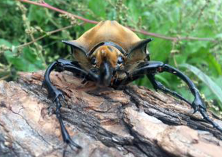 Megasoma Elaphas Elaphas (price Per Grub)