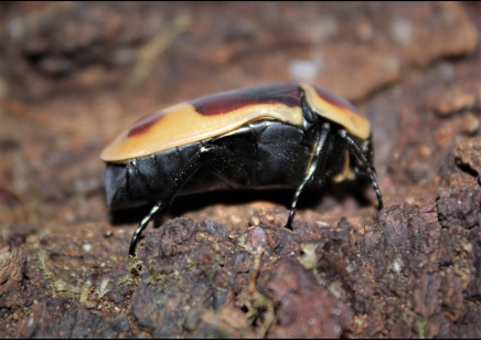 Pachnoda Marginata Peregrina (B21) C/B