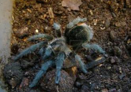 Grammostola Pulchra